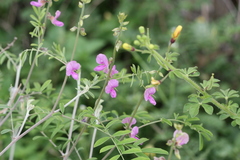 Tephrosia hamiltonii